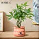 植男植女發(fā)財樹(shù)客廳桌面盆栽室內花卉辦公室奇趣款水培綠植物源頭直發(fā)