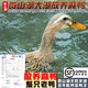 云映漁舟微山湖散養(yǎng)麻鴨整鴨宰殺大湖放養(yǎng)土鴨子母鴨整只水鴨順豐3年老鴨 3年麻鴨（宰殺后整鴨2斤以上）