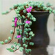 碧玉蓮大顆群生多肉植物鹿角海棠室內(nèi)辦公陽臺(tái)花卉老樁盆栽綠植 畢玉蓮30-40葉【1顆】