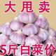 【保質(zhì)保量】山東紫皮大蒜新干蒜大蒜批發(fā)大蒜種子蒜特大蒜頭蔬菜 優(yōu)質(zhì)大蒜5斤超值價(jià) 大果