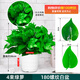 雙盟仿真綠蘿葉盆栽假花人造綠植室內假植物裝飾塑料花卉桌面白色螺紋