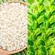 農之子（NONGZHIZI） 雜交生黑芝麻種子秋季種植菜種籽品種農家自種產(chǎn)高粒大矮腳高油 綠寶白芝麻種子 25g/高油耐重茬