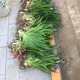 中夢(mèng)藍(lán)色鳶尾花蝴蝶蘭鴿子花藍(lán)蝴蝶花壇庭院耐寒地被植物 藍(lán)色鳶尾50棵 已經(jīng)掰開(kāi);不含盆