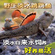淡化紅鰭跳跳魚(yú)彈涂魚(yú)活體寵物包活好養挖洞魚(yú)觀(guān)賞魚(yú)淡水都可養 跳跳魚(yú)10條【5公5母】 跳跳魚(yú)4-6厘米【魚(yú)苗40%玩家選擇】