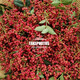 2025陜西大紅袍鮮花椒現(xiàn)摘現(xiàn)發(fā)新鮮濕花椒紅花椒特麻特香產(chǎn)地直發(fā) 【大紅袍花椒】鮮香四溢 現(xiàn)摘2斤