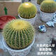 意軒仙人球金琥金虎盆栽室內(nèi)多肉植物仙人掌類室內(nèi)辦公桌大號(hào)金琥盆栽 金琥仙人球 直徑約24cm 含盆