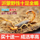 蝎子活全蝎正宗沂蒙山野性十足活蝎子食用活體毒蝎子油炸泡酒煲湯 50只成年公蝎5-6厘米送5只防死