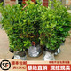 黛陌北海道冬青樹(shù)苗圍墻籬笆大葉北海道黃楊苗法國冬青苗綠化四季常青  冬青苗70-80cm【50顆】 不含盆