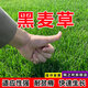 婉之樹(shù)進(jìn)口草坪種子草籽矮生四季青工程綠化四季常青護坡免修剪草種子 【多年生黑麥草】30克試種