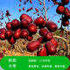 大棗樹(shù)苗特大紅棗樹(shù)苗棗樹(shù)活苗冬棗苗南北方種植果樹(shù)苗當年結果 和田大棗樹(shù)苗6年苗【當年結果】 4年棗樹(shù)苗明年結果