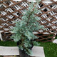 孫凱藍冰柏盆栽耐寒耐曬四季常綠松柏樹(shù)庭院造景花鏡植物陽(yáng)臺綠植 藍冰柏50-60厘米