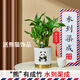 如水盆栽 4株四支富貴竹文昌竹 辦公室植物室內(nèi)桌面水養(yǎng)土培綠植 4株文昌竹/白色盆/送熊貓+掛飾