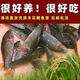 禾花鯉禾花魚烏鯉魚淡水食用魚稻田魚養(yǎng)殖魚魚苗包郵包活到家 禾花鯉魚2-3厘米1000條送20%