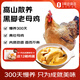 都豐年老母雞2.4斤高山散養(yǎng)慢養(yǎng)300天黑腳土雞整雞 雞肉 月子雞湯煲湯