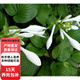 盆栽花卉綠植金葉花葉玉簪青葉玉簪花苗庭院植物陽臺D7 青葉白花玉簪10棵 不含盆