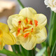 沭之美漳州水仙種球室內水培花卉陽(yáng)臺綠植盆栽耐寒水仙花 洋水仙種球 塔希提5個(gè) 不含盆