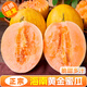 黃金蜜瓜哈密瓜新鮮水果當(dāng)季脆甜新疆網(wǎng)紋瓜鳳金美人香瓜 1粒裝