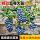 歐悟帶土藍莓苗 藍莓樹(shù)苗四季常青耐寒庭院陽(yáng)臺南北方盆栽地栽果樹(shù)苗1 兩年苗（拍下備注品種） 30cm(含)-60cm(不含)