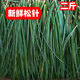 東北長白山新鮮松針茶五葉松針可蒸包子做酵素食用野生松針蒸籠墊 新鮮松針1000克