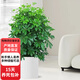 歐芽  鴨腳木盆栽客廳綠植花卉室內(nèi)大型八方來財鴨掌木七葉蓮植物發(fā)財 鴨腳木1.2-1.4米+白色圓柱瓷盆