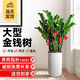 愛(ài)優(yōu)尚金錢(qián)樹(shù)盆栽植物室內花卉大型客廳好養綠植大搖錢(qián)串子招財開(kāi)業(yè)送禮 0.55-0.7米原盆【送裝飾禮+營(yíng)養肥】