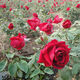 云南食用玫瑰花苗大馬士革滇紅小苗四季開(kāi)花金邊墨紅陽(yáng)臺花卉盆栽 墨紅【四季開(kāi)花 濃香】 10棵送2