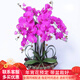 初卉（C·hui）【送貨上門(mén)】蝴蝶蘭盆栽帶花帶苞年宵花盆栽花卉真花喬遷全國配送 六枝紫色（帶盆栽好）