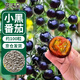 花沃里盆栽小黑番茄約100粒 西紅柿種子蔬菜種子紅珍珠陽(yáng)臺庭院田間種植