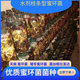 秦嶺天麻菌種正宗枝條蜜環(huán)菌天麻蜜環(huán)菌 豬苓蜜環(huán)菌萌發(fā)菌天麻 蜜環(huán)菌【水劑枝條型】 2瓶裝