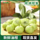 新鮮油甘果5斤余甘果牛甘子當(dāng)季現(xiàn)摘油柑滇橄欖酸甜水果500g 1斤 中果