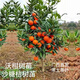 沃柑樹苗地栽盆栽南方北方種植橘子樹苗柑桔果樹苗嫁接沙糖桔樹苗 沃柑3年苗【帶土帶葉發(fā)貨】 80cm(含)-89cm(含)