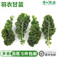 羽衣甘藍(lán)新鮮蔬菜榨汁500g健身綠色甘藍(lán)食用甘藍(lán)綠葉沙拉蔬菜 500g