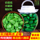 臘八糖蒜正宗綠蒜新鮮蒜頭山東特產(chǎn)大蒜腌制泡菜糖醋咸菜批發(fā)飯菜 買2罐再送1罐【共3罐】3斤劃算裝