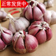 辰實(shí)【現(xiàn)貨】云南紫皮干蒜 干蒜 紅蒜大香蒜多瓣蒜泡臘八蒜 5斤