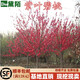 黛陌紫葉桃紅葉桃紅葉碧桃紫葉碧桃桃花樹(shù)苗庭院觀(guān)賞綠化苗桃花樹(shù)苗 根莖1公分 壯苗