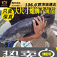 螺絲青魚苗大快型草魚苗鯽魚苗四大家魚苗養(yǎng)殖黑皖活體魚苗包活的 10條 螺螄青9-11厘米1條防損