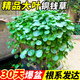 京悠雨銅錢草種子精品大葉水培金錢草籽庭院室內(nèi)外綠植物盆栽景四季好養(yǎng) 【精選大葉品種 株型挺拔】銅錢草*1 【帶盆栽好】