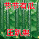 綠心黃瓜種子強(qiáng)雌耐熱青瓜種籽油亮綠心四季高產(chǎn)津研黃瓜種子 新津研黃瓜種子【今年新種】 原裝精品種子60粒【1包】+肥料