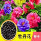 牡丹花種子花園盆栽陽(yáng)臺室內室外種植花種籽耐寒易活洛陽(yáng)牡丹花籽 牡丹種子【混色】30粒+肥