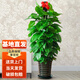 嘆為觀(guān)止大型獨桿發(fā)財樹(shù)慶典喬遷盆景綠植辦公室盆栽客廳大型植物 大葉綠蘿1.2-1.4米 含盆