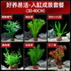 CRAZY PLANT火山石水草植物直接入缸魚(yú)缸造景套餐養魚(yú)水草活體凈化水質(zhì)魚(yú)草 好養易活套餐一（適合30-40cm的缸）
