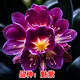 【紫魅君子蘭盆栽】圓頭君子蘭大苗國(guó)花君子蘭花花卉開花植物盆栽 3-4葉裸根特小苗君子蘭不開花