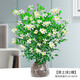 九里香綠植盆栽花卉樹苗植物盆景老樁樹樁室內(nèi)驅(qū)蚊草帶花濃香 九里香30-40厘米原土