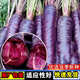紅胡蘿卜種子蘿卜種籽陽(yáng)臺盆栽四季易種植胡蘿卜種子蔬菜種子大全 紫胡蘿卜種子【1包 約300?！? title=