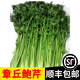 辰實【順豐】章丘鮑芹 原芹 山東芹菜農(nóng)家蔬菜清脆 現(xiàn)摘現(xiàn)發(fā) 5斤