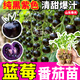 大菜鄉藍莓番茄苗秧四季高產(chǎn)黑玫瑰圣女果種子陽(yáng)臺盆栽帶土球壽光直發(fā) 藍莓番茄苗5棵+送1棵