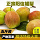 陽(yáng)信特產(chǎn)媚梨七號山東媚梨7號富硒梨脆甜可口5斤當季新梨濃郁香甜 5斤單果240-280g大果