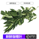 桃李村【順豐】新鮮咖喱葉 咖哩葉 調(diào)味品東南亞餐廳泰餐原料 九里香 50g