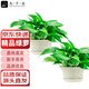 九千谷綠蘿盆栽除甲醛綠植花卉辦公室桌面花草植物盆景2盆源頭直發(fā)