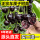 歐悟【買2顆送1顆】嫁接車?yán)遄訕涿绱髾烟覙涿缗柙怨麡涿缒灸媳狈椒N植 黑珍珠車?yán)遄訕涿?七年大苗（結(jié)果多）